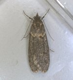 0663 Diurnea fagella(melanic)2a.jpg