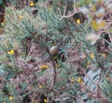 8 Oct Goldcrest 3.jpg