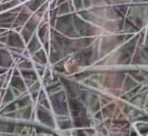 8 Oct Goldcrest 1.jpg