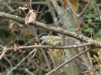 Blue-headed Vireo.jpg