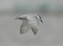 5Tern.JPG