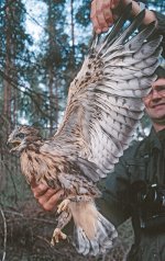 Buzzard nestling badly held.jpg