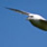 Fulmar