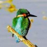 Tardebigge Birder