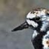 Muddy Turnstone