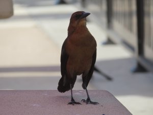 Boat-tailed Grackle: Do you, perchance, have some food, human?