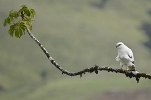 white hawk.JPG