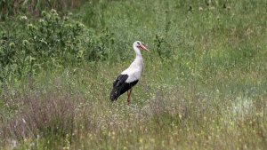 White Stork