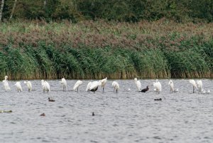 Great Egrets - En Masse