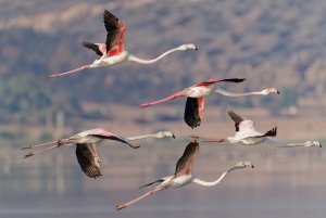 Flamingos in flight