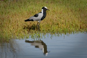 Blacksmith Lapwing - Knysna