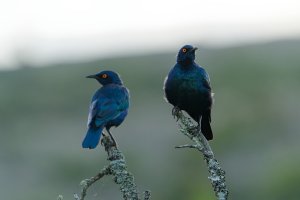 Cape Starling