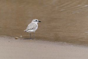 White Fronted Plover