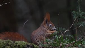 Red squirrel