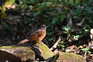 Rufous Flycatcher-Thrush