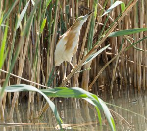 Squacco Heron