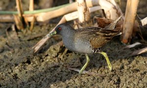 Australian Crake (Porzana fluminea)