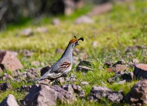 Gambel's quail.jpeg