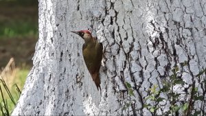 Eurasian Green Woodpecker