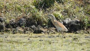 Squacco Heron