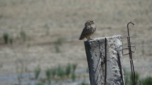 Little Owl