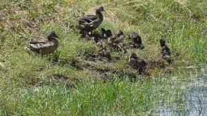 Mallard  family