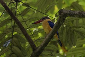 Stork Billed Kingfisher