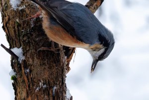 Nuthatch with his sunflower seed in the snow