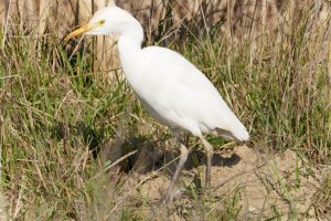 Cattle Egret