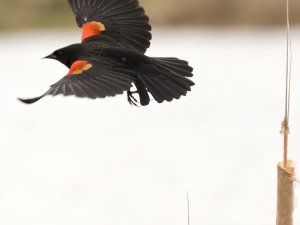 Red-winged Blackbird flying among the cattails