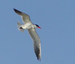 Caspian Tern in Flight