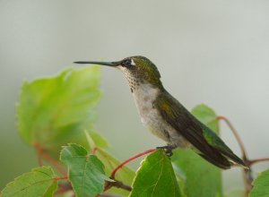 Hummingbird At Rest