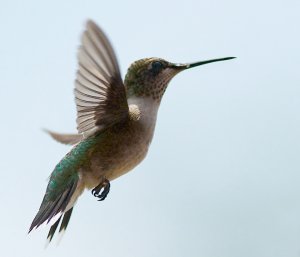 Hummingbird In Flight