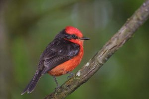 Brujo Flycatcher