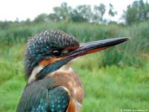 Kingfisher