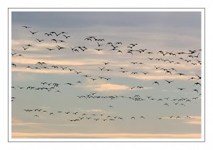 Greylag Sky