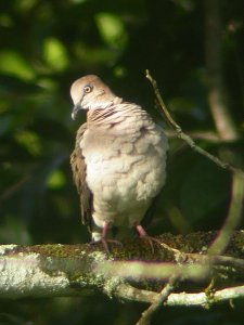 White-tipped Dove