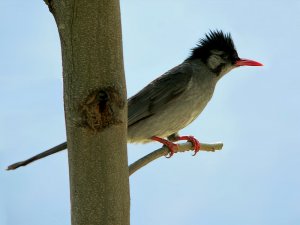 Black Bulbul