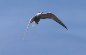 Aleutian Tern