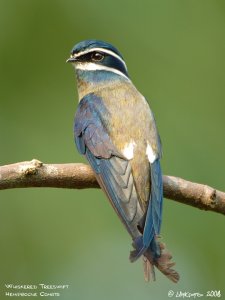 Whiskered Treeswift