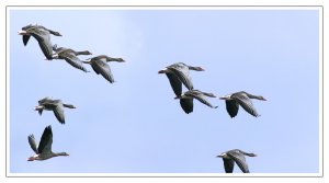 Greylag Wings