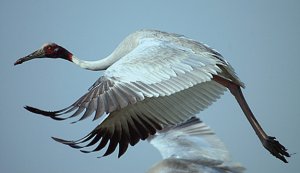 Sarus Crane in flight