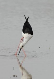 Angles of the Black Winged Stilt