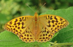 Silver Washed Fritilary