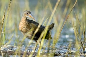 Clapper Rail