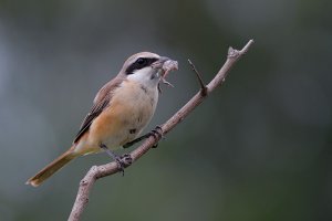 Brown Shrike