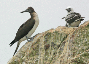 Blue-footed Booby