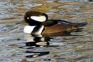 Hooded Merganser Drake