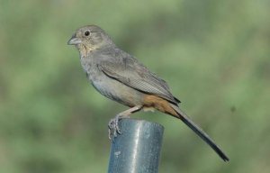 Canyon Towhee