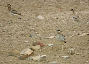 Peruvian Thick-Knee